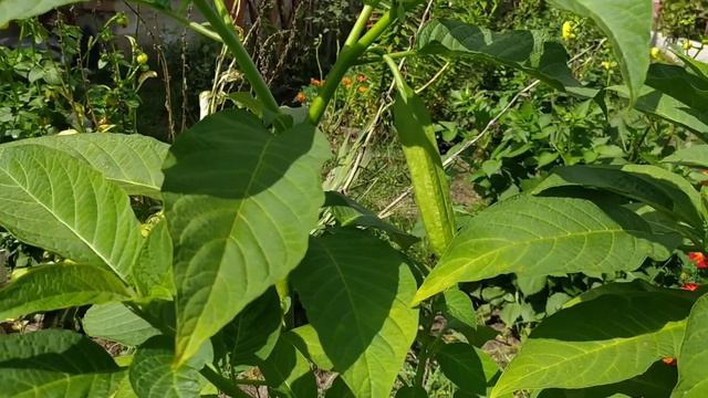 Бругмансия готовится к цветению. Как выглядят бутоны Бругмансии смотреть онлайн