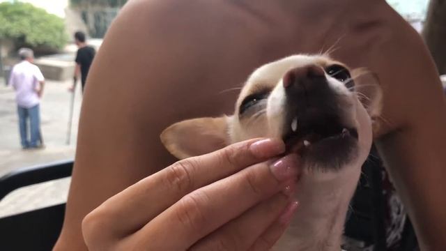 Чихуахуа кушает вкусняшку смотреть онлайн