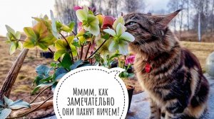 Кошка Морошка показывает свои новые замечательные цветы морозники, а я глажу жопоньку шмеля
