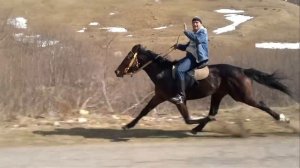карачаевский иноходец