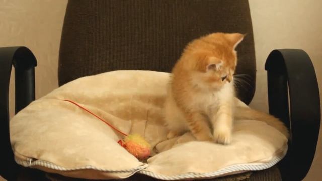 Кот Gelius Lord SunRay Часть 2 Британский котенок черного золотого затушеванного окраса BRI ny 11 смотреть онлайн