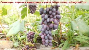 24 июля начало созревания Кишмиш Черный хрусталь. Окрасился, ждем набора сахара. Пузенко Наталья