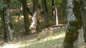 Дикий кабан нападает??? Остановился в 6 метрах!!!