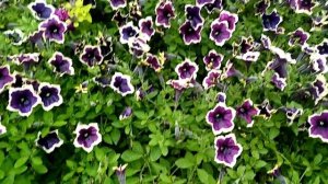 Великолепный сорт вегетативной петунии РимМанжета. ????