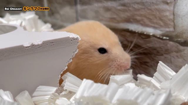 ハムスター水槽ケージ掃除前のハムスターの態度【様子観察】かわいいハムスター