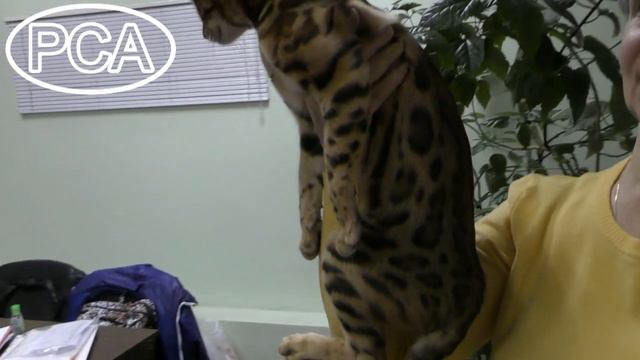 Клип №0708 - выставка кошек PCA online смотреть онлайн