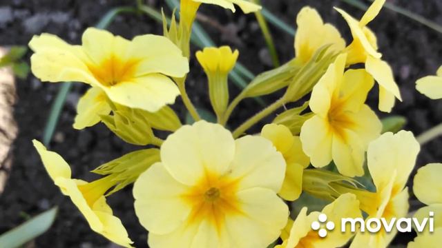 Музыка. Релакс. Для души. Тёплый весенний денёк. смотреть онлайн