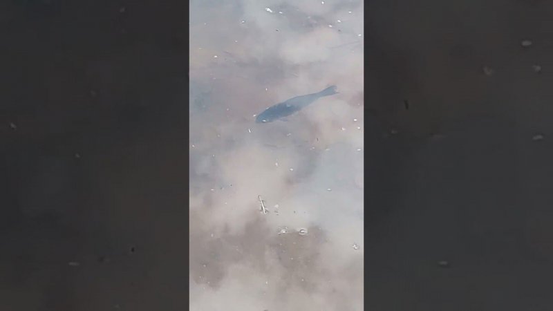 Болявый Карась в Озере