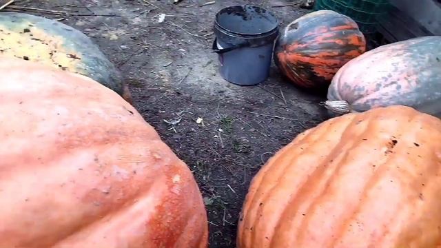 Как сохранить капусту до весны свежей. Тыква мутант и еë семена, как их правильно выбрать. смотреть онлайн