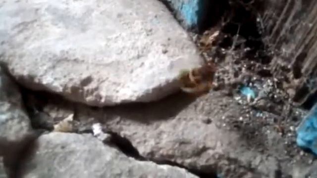 Паук против осы смотреть онлайн