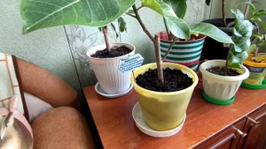 Индикатор влажности почвы.