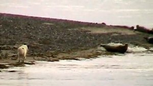 Охота на тюленей