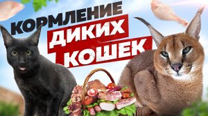 Кормление диких кошек☺️ Полный процесс??