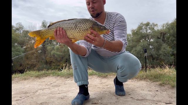 Рыбалка Днестр/Турунчук. Поймал Трофейного Карпа на горячий горох с куркумой. смотреть онлайн