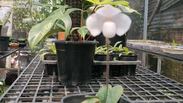 Paphiopedilum niveum Lan Hài Bạch Tuyết || Toán Ròm Garden смотреть онлайн