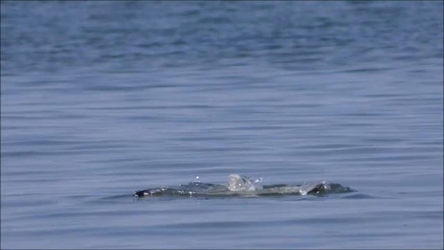 Seagull. Крик чаек. Чайки. Шум моря. Звуки природы. Чайки на море