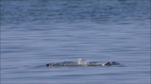 Seagull. Крик чаек. Чайки. Шум моря. Звуки природы. Чайки на море