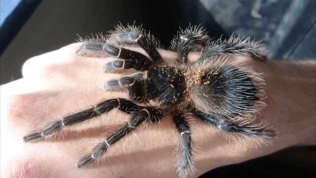 5 САМЫХ ОГРОМНЫХ ПАУКОВ В МИРЕ