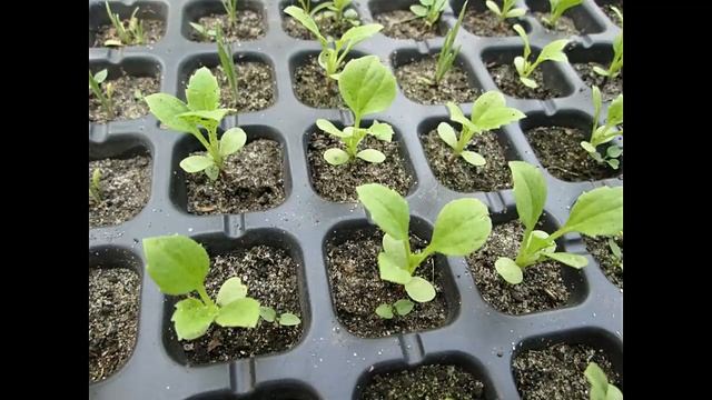 Выращивание рассады астры из семян без пикировки От посева до цветения