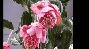 Мединилла уход