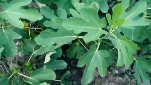 Лучшие сорта инжира