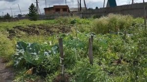 Очки от расклева для куриц и другой домашней птицы