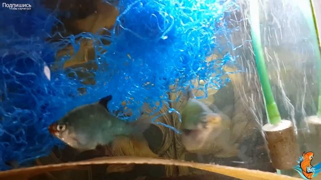 Барбус мутант, Barbus, 鯉養殖, Breeding Barbus, la cría Barbus, Barbus Zucht, Barbus प्रजनन смотреть онлайн