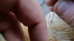 Как быстро вытащить КЛЕЩА у кота, собаки, человека!!