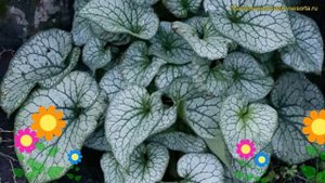 Бруннера крупнолистная Александерс Грейт. Краткий обзор brunnera macrophylla Alexander&#039;s Great