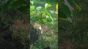Посадка саженца с закрытой корневой системой летом.