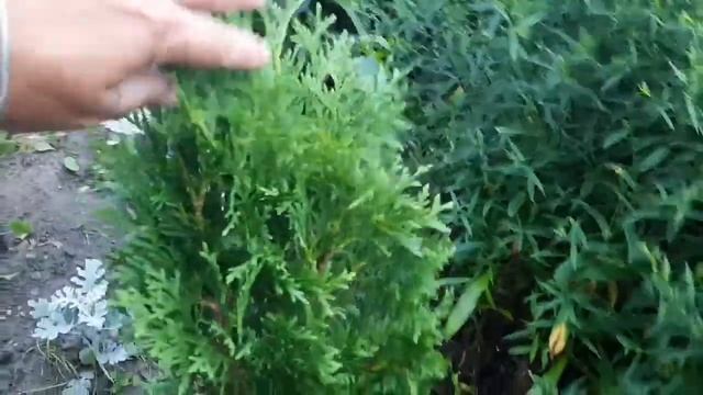 ХВОЙНЫЕ РАСТЕНИЯ В ИЮЛЕ? СОСТОЯНИЕ, УХОД, ОБРАБОТКА смотреть онлайн