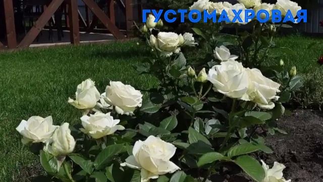 Роза Боинг смотреть онлайн