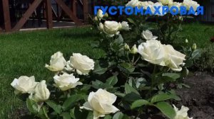 Роза Боинг
