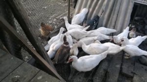 Купили дом в станице Краснодарского края /жизнь в станице/деревенские будни переехавших 1 часть