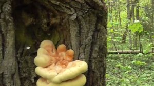 Срочно!!! Подскажите как быстро растет трутовик серно-жёлтый???