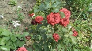 Роза.Правильная срезка цветов розы чтобы роза быстрее снова зацвела. Как быть, если розы не цветут?