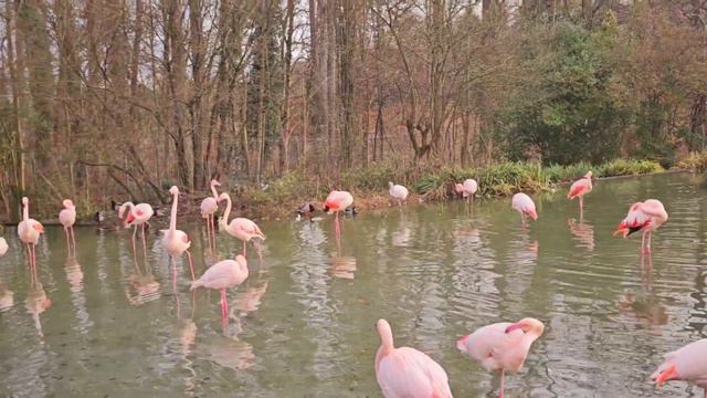 ЛЕС, ДОРОГА В ЗООПАРК🤗АЛЫЕ ФЛАМИНГО🤗🦩🦩🦩🦩🦩🦩🦩🦩🦩🦩🦩🦩🦩🦩🦩🦩🦩🦩🦩🦩🦩🦩🦩🦩🦩🦩🦩🦩🦩🦩🦩🦩🦩🦩🦩🦩🦩🦩🦩🦩🦩🦩🦩🦩🦩🦩🦩🦩🦩🦩🦩🦩часть 1 смотреть онлайн