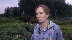 Выбираем розы для уральского климата