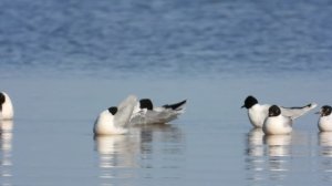 Малая Чайка, наблюдение птиц, 10 августа 2023, деревня Устрека Новгородская область (12)