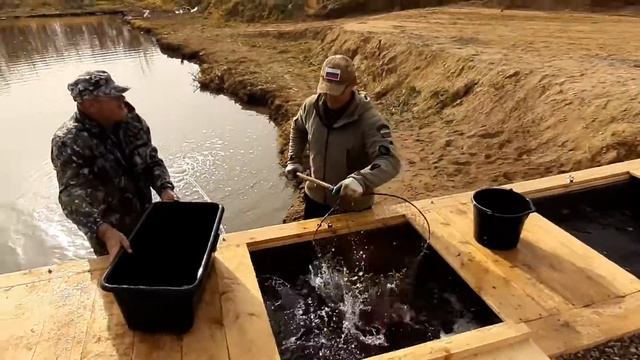 Платная рыбалка, пруд Чёрные камни 16.10.20г. Добавили форель. смотреть онлайн