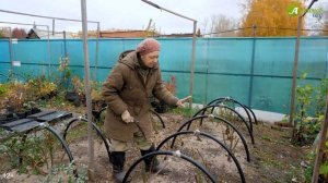Укрываем на зиму. Клематис, роза, примула