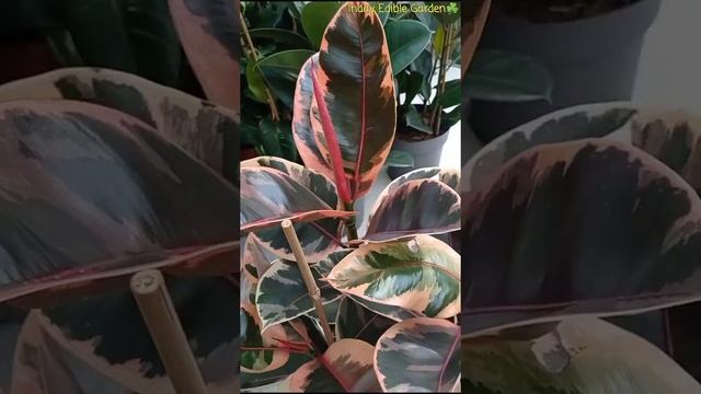 Ficus Elastica Belize Plant
