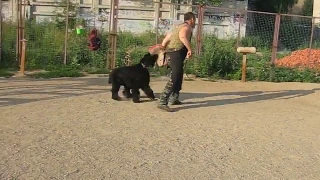 Фиалка смотреть онлайн