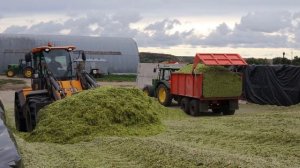 УБОРКА КУКУРУЗЫ 2021  кукуруза на зерно в нечерноземье