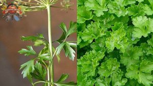 Петрушка может стать токсичной: когда можно и нельзя ее употреблять в пищу!