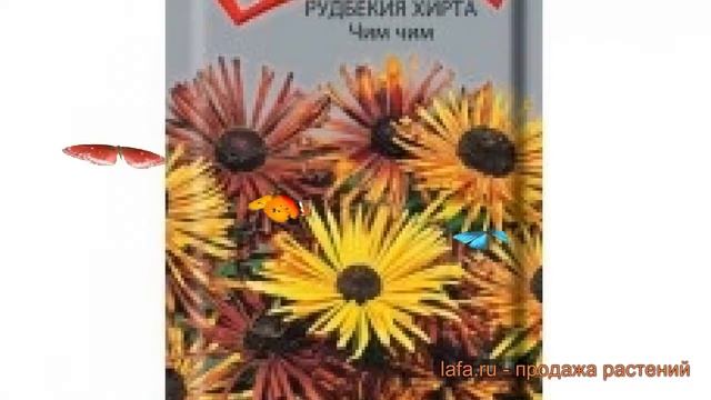Рудбекия хирта Хирта Чим чим (khirta chim chim) ? обзор: как сажать, семена рудбекии Хирта Чим чим смотреть онлайн