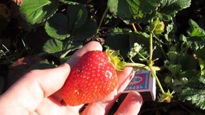 Первый урожай клубники 1 МАЯ! От посадки до урожая! А вы хотите кушать свою клубнику уже в мае?