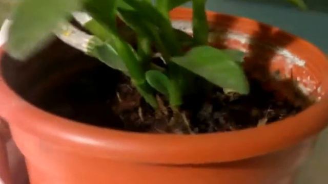 Дендробиумная коллекция смотреть онлайн