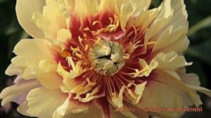 Пион ито Бордер Чарм (paeonia itoh border charm) ? обзор: как сажать, рассада пиона Бордер Чарм