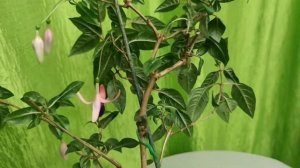 Препарат от блох против белокрылки